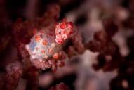 Cannibal Rock (Komodo)