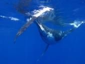 Lighthouse Bommie - Ribbon Reefs
