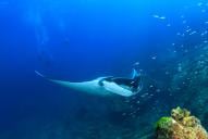 Karang Makassar (Manta Point)