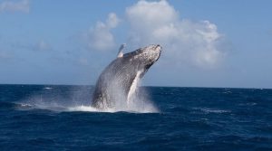 Top 4 Liveaboard Itineraries for Spotting Whales