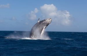 Exploring the Depths: Top Liveaboard Diving Destinations for February