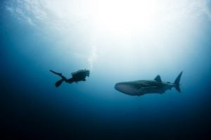 Where to Swim and Dive With Whale Sharks: Best Liveaboards