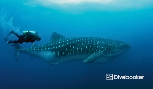 Best Time to Scuba Dive in Galápagos Islands