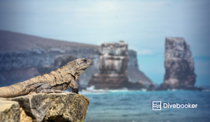 The Ultimate Guide to Galápagos Islands Diving Adventure