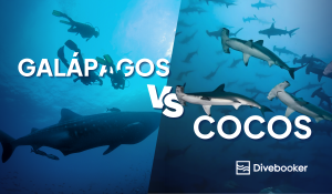 Galápagos vs. Cocos Island Diving: Which Is Right for You?