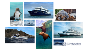 How to Choose Your Galápagos Liveaboard (2026)