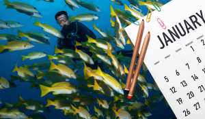 Where to Dive in January