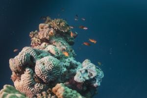 Where to Dive in Egypt: Best Red Sea Diving Areas by Diver Type